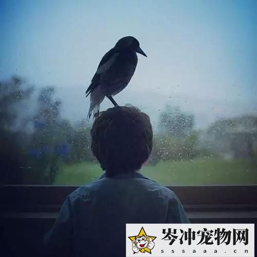 喜鹊养多久才认主人？喜鹊养熟了会飞走吗？