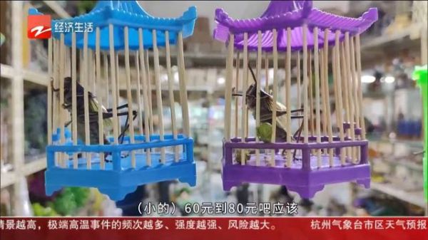 中小学生养宠物流行甲虫螳螂竹节虫