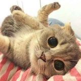 墨点儿