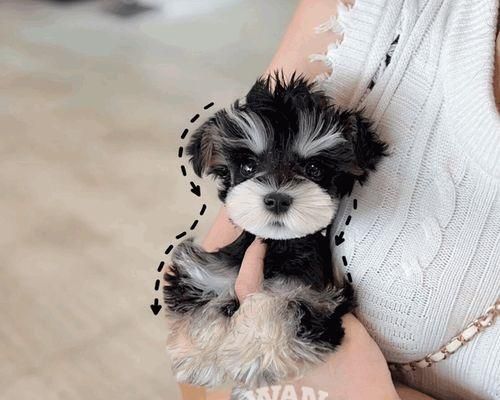 以家养最好的小型犬品种是什么？（探寻最适合居家环境的小型犬品种）