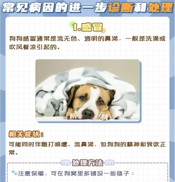 狗狗体内驱虫时间与方法解析（养狗必须知道的关于驱虫的知识）