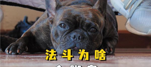 法斗价格的因素与原因解析（揭开法斗高昂价格的背后原因）