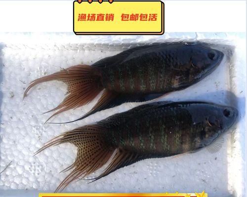 以什么斗鱼最好养？（选择适合养殖环境的斗鱼品种）