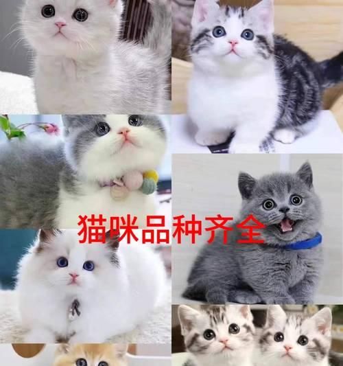 拉布拉多价格下降的原因及其缺点解析（拉布拉多宠物市场的变动与相关问题）