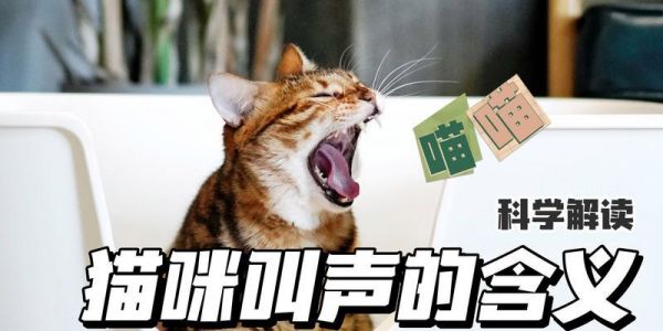 解析猫咪夜晚喵喵叫的原因及控制方法（了解猫咪喵喵叫的原因与心理需求，有效控制不必要的夜间叫声）