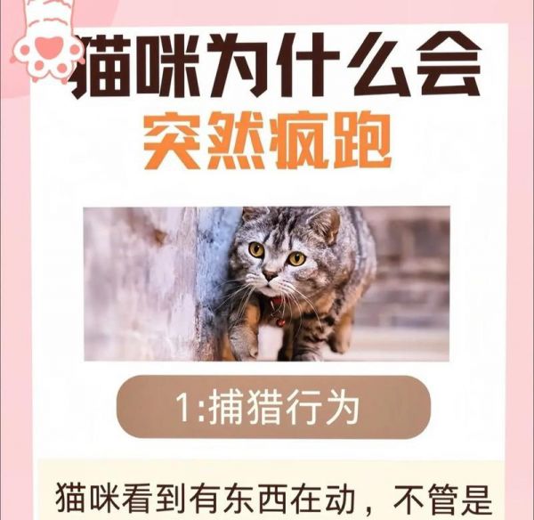 解析猫咪夜晚喵喵叫的原因及控制方法（了解猫咪喵喵叫的原因与心理需求，有效控制不必要的夜间叫声）