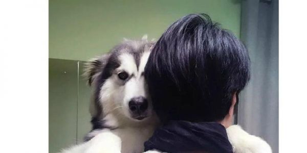 狗撕家不厉害，哪种狗不会撕家？（探讨狗类中不易撕家的品种，了解如何防止家具被破坏）