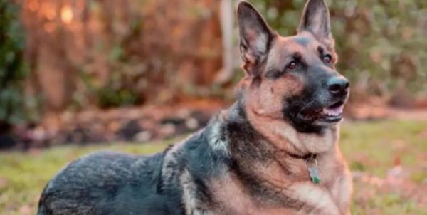 探索德国牧羊犬的品种优势（从聪明、勇敢到服从性，德国牧羊犬的多重优势）