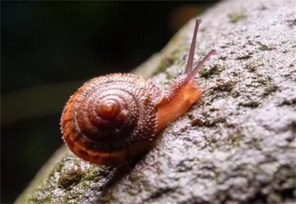 蜗牛养护指南：精心打造生态小居