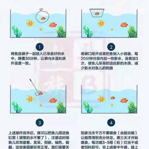 纯白色观赏鱼品种有哪些（探讨纯白色观赏鱼的品种时） 纯白色观赏鱼品种有哪些（探讨纯白色观赏鱼的品种时） 武吉美拉金龙鱼 第1张