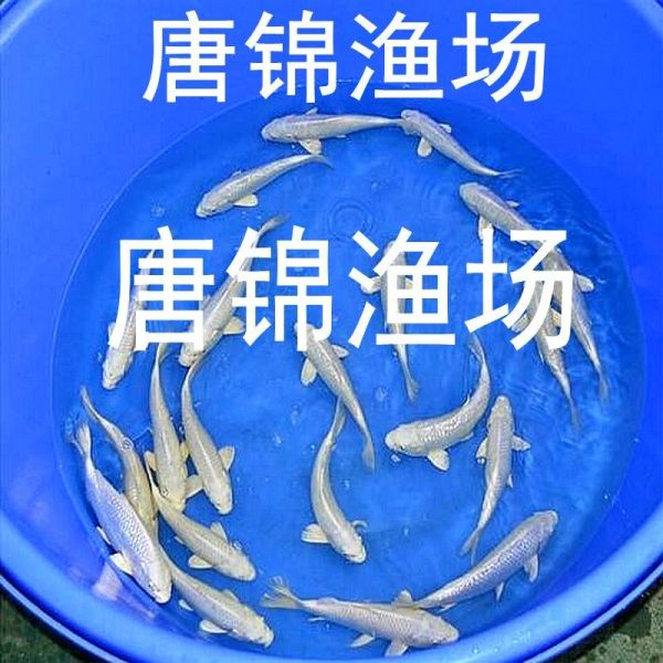 纯白色观赏鱼品种有哪些（探讨纯白色观赏鱼的品种时） 纯白色观赏鱼品种有哪些（探讨纯白色观赏鱼的品种时） 武吉美拉金龙鱼 第3张