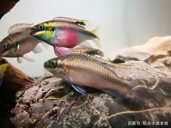 红龙鱼的最好品种，鉴赏、挑选与饲养指南，红龙鱼顶级品种鉴赏，挑选技巧与饲养全指南 红龙鱼的最好品种，鉴赏、挑选与饲养指南，红龙鱼顶级品种鉴赏，挑选技巧与饲养全指南 龙鱼百科 第2张