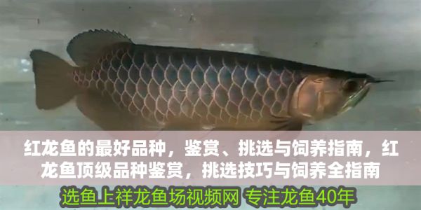 红龙鱼的最好品种，鉴赏、挑选与饲养指南，红龙鱼顶级品种鉴赏，挑选技巧与饲养全指南 红龙鱼的最好品种，鉴赏、挑选与饲养指南，红龙鱼顶级品种鉴赏，挑选技巧与饲养全指南 龙鱼百科 第1张