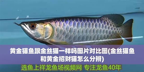 黄金猫鱼跟金丝猫一样吗图片对比图(金丝猫鱼和黄金招财猫怎么分辨) 黄金猫鱼跟金丝猫一样吗图片对比图(金丝猫鱼和黄金招财猫怎么分辨) 黄金猫鱼百科 第1张