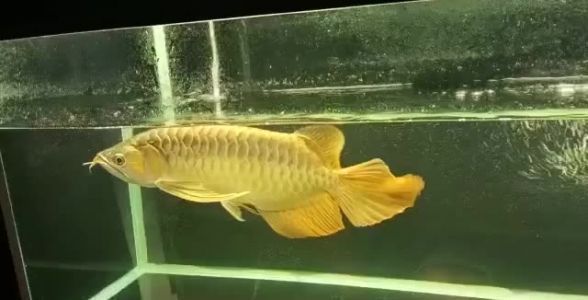 红龙鱼大湖的好还是赛级的好（大湖红龙鱼市场价格,红龙鱼品种鉴赏指南,红龙鱼比赛评判标准） 红龙鱼大湖的好还是赛级的好（大湖红龙鱼市场价格,红龙鱼品种鉴赏指南,红龙鱼比赛评判标准） 大湖红龙鱼百科 第3张