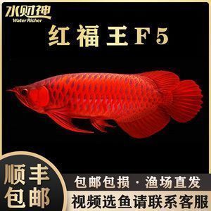 红龙鱼大湖的好还是赛级的好（大湖红龙鱼市场价格,红龙鱼品种鉴赏指南,红龙鱼比赛评判标准） 红龙鱼大湖的好还是赛级的好（大湖红龙鱼市场价格,红龙鱼品种鉴赏指南,红龙鱼比赛评判标准） 大湖红龙鱼百科 第5张