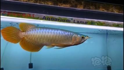 红龙鱼大湖的好还是赛级的好（大湖红龙鱼市场价格,红龙鱼品种鉴赏指南,红龙鱼比赛评判标准） 红龙鱼大湖的好还是赛级的好（大湖红龙鱼市场价格,红龙鱼品种鉴赏指南,红龙鱼比赛评判标准） 大湖红龙鱼百科 第2张