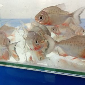 淡水大型观赏鱼品种（淡水大型观赏鱼品种：淡水大型观赏鱼品种：荷兰凤凰鱼） 淡水大型观赏鱼品种（淡水大型观赏鱼品种：淡水大型观赏鱼品种：荷兰凤凰鱼） 一方水族 第3张