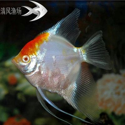 淡水大型观赏鱼品种（淡水大型观赏鱼品种：淡水大型观赏鱼品种：荷兰凤凰鱼） 淡水大型观赏鱼品种（淡水大型观赏鱼品种：淡水大型观赏鱼品种：荷兰凤凰鱼） 一方水族 第1张