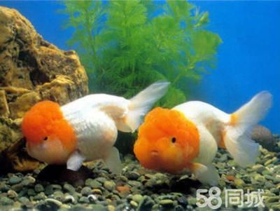 淡水大型观赏鱼品种（淡水大型观赏鱼品种：淡水大型观赏鱼品种：荷兰凤凰鱼） 淡水大型观赏鱼品种（淡水大型观赏鱼品种：淡水大型观赏鱼品种：荷兰凤凰鱼） 一方水族 第2张