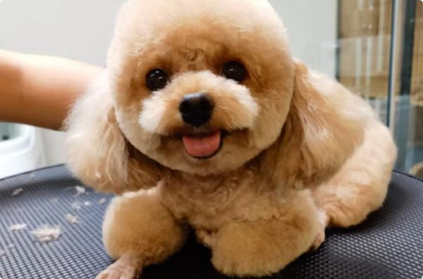 宠物生活馆