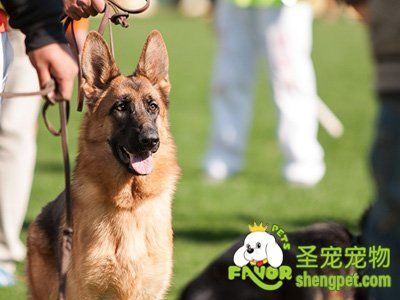 德国牧羊犬