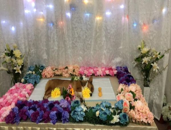 武汉狗狗去世 宠物殡葬 小狗安乐死 宠物墓地 服务一流，欢迎详聊