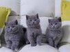 柳州宠物猫柳州猫舍买猫卖猫地方有布偶渐层折耳蓝白蓝猫美短