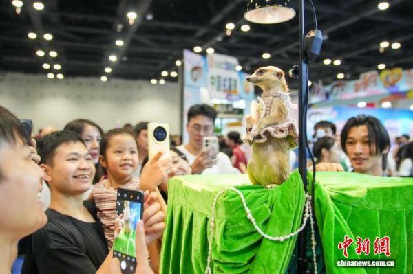 “萌”力全开广西南宁宠物展掀爱宠热潮