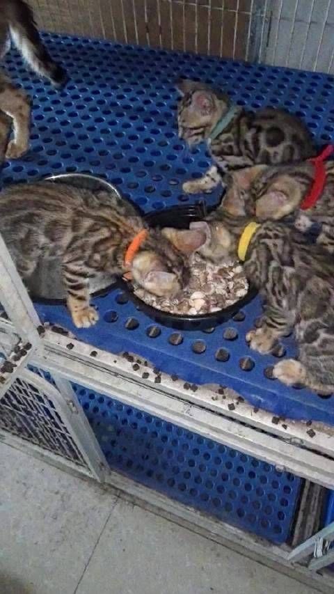南宁良庆区孟加拉豹猫幼崽出售,700元包疫苗驱虫