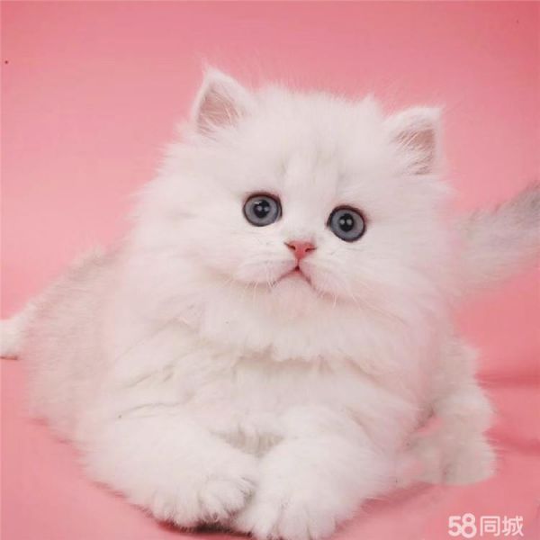 店主头像