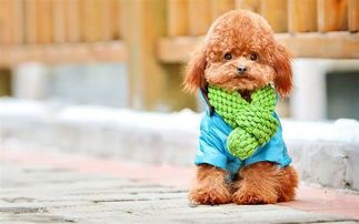 养兔子或宠物,如何去除家中异味?