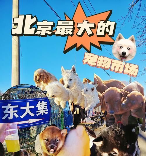 开宠物店的注意事项（如何成功运营你的宠物店）