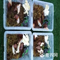 花田白玉蜗牛宠物中华白玉蜗牛学生科学实验观察下蛋蜗牛可食用