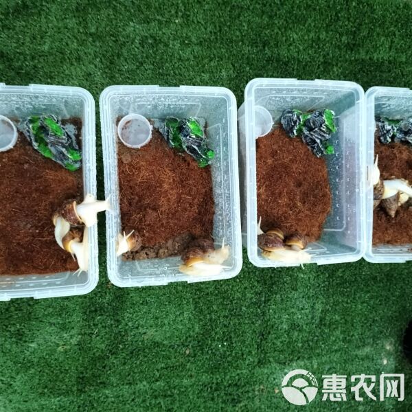 花田白玉蜗牛宠物中华白玉蜗牛学生科学实验观察下蛋蜗牛可食用