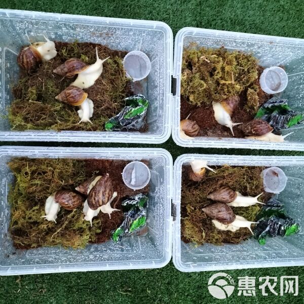 花田白玉蜗牛宠物中华白玉蜗牛学生科学实验观察下蛋蜗牛可食用