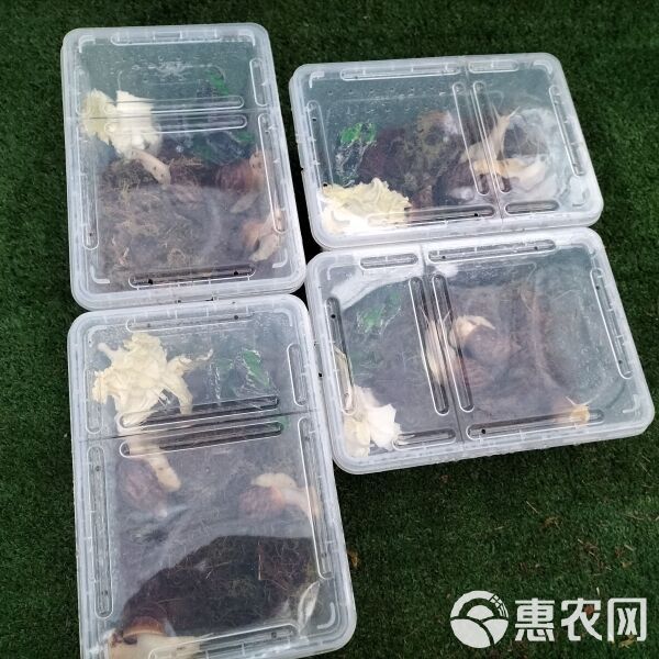 花田白玉蜗牛宠物中华白玉蜗牛学生科学实验观察下蛋蜗牛可食用