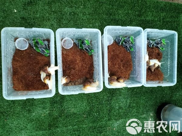 花田白玉蜗牛宠物中华白玉蜗牛学生科学实验观察下蛋蜗牛可食用