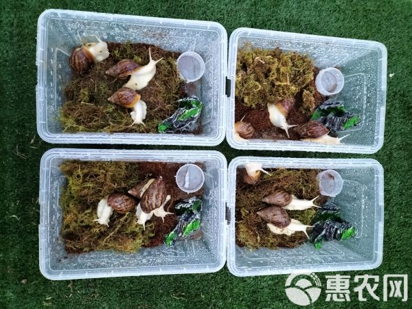 花田白玉蜗牛宠物中华白玉蜗牛学生科学实验观察下蛋蜗牛可食用