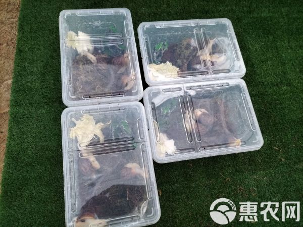 花田白玉蜗牛宠物中华白玉蜗牛学生科学实验观察下蛋蜗牛可食用