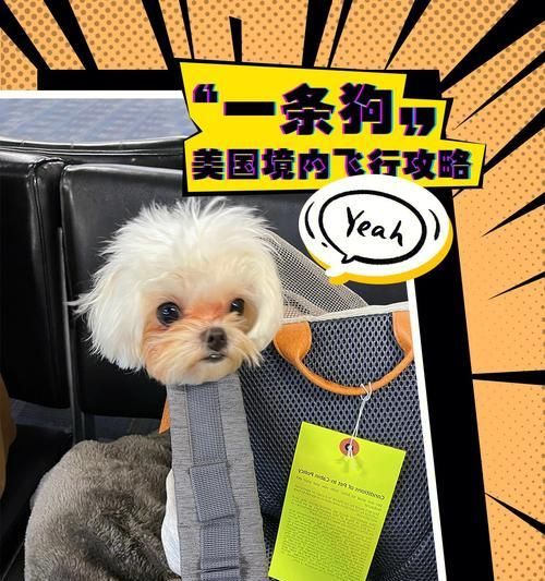 带宠物搭乘飞机的全面指南（狗狗坐飞机必须知道的注意事项及流程）