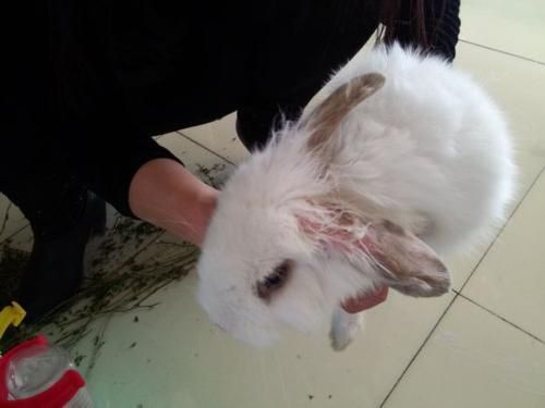 兔子怎么突然长出飞机耳朵了？
