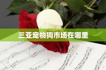 三亚宠物狗市场在哪里