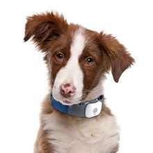 三亚宠物市场，寻爱犬好去处！