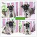 株洲哪里有有宠物狗卖、大型犬
