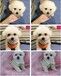 株洲哪里有马犬卖、株洲当地哪里有犬舍