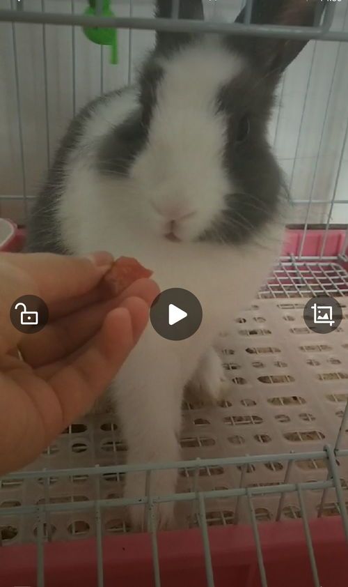 家兔有哪些品种适合作为宠物呢？