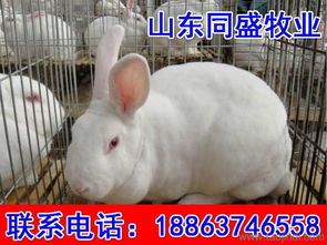 有哪些优良肉兔品种适合做宠物？
