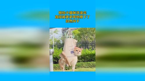 刚给小猫咪洗澡完，直接被弟弟带到楼下了，自然风干？