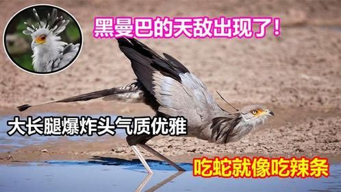 黑曼巴的天敌出现！大长腿爆炸头气质优雅，吃蛇就像吃辣条